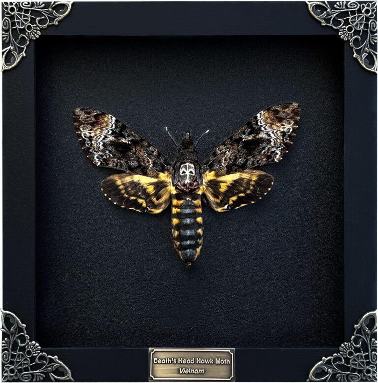 Death Head Moth Shadow Box Art | Handmade Skull Butterfly Oddity & Unique Taxidermy Collectible for Home Decor